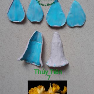 GÂN HOA THỦY TIÊN