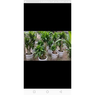 cây thiết mộc lan,cây cảnh phong thủy