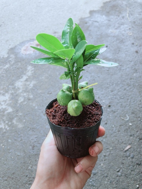Cây May Mắn