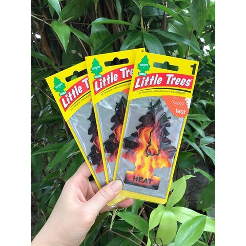 COMBO 50 CÂY THÔNG THƠM LITTLE TREES