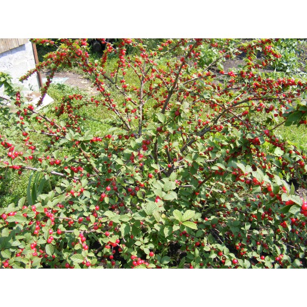 Hạt giống Anh đào Triều tiên - Cherry triều Tiên F1