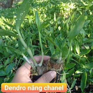 dendro nắng chanel siêu thơm