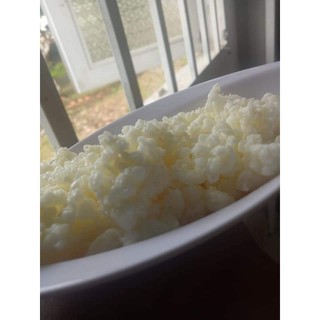 nấm sữa chua kefir