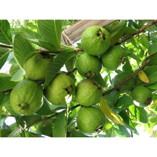 Hạt giống ổi đài loan ruột đỏ - tặng gói hạt ngẫu nhiên