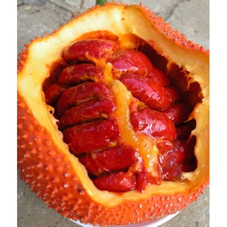 Hạt gấc khô 1kg #25k