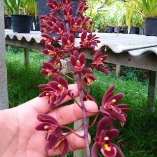 Hoa lan kếm đỏ thái