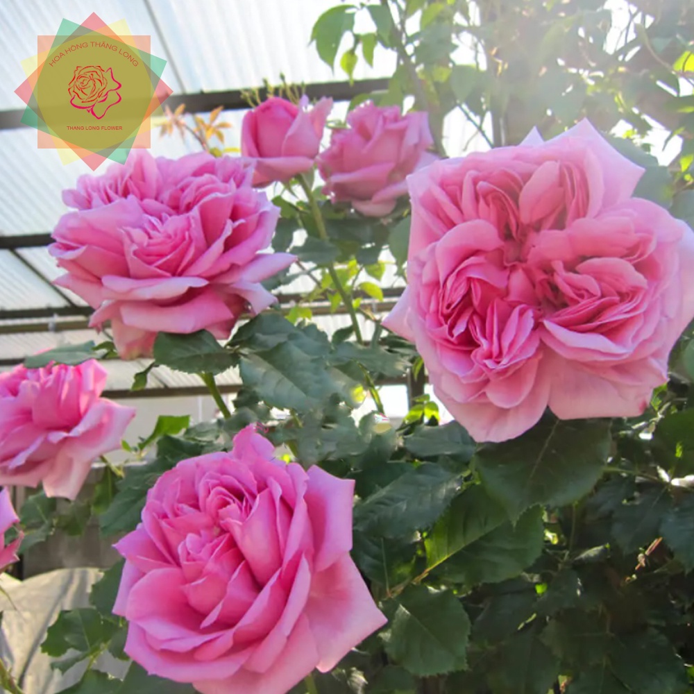 Cây hoa hồng ngoại Pompadour Hồng Sen (Leo) sai hoa - Hoa hồng Thăng Long Flower