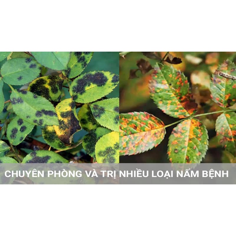 Thuốc Mancozeb xanh Dithane 80WP gói 100g, Thuốc trừ bệnh phổ rộng bổ sung vi lượng kẽm và mangan