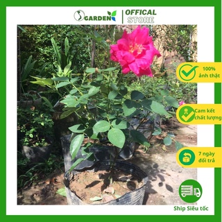 Hoa hồng nhung, giống hoa hồng cổ đỏ, cây hoa hồng cao khoảng 40cm (Cây hình 4-hình 9)