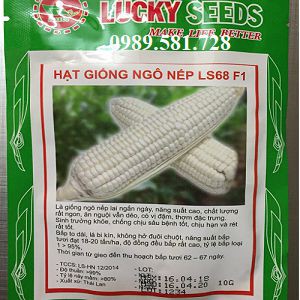 Hạt giống ngô nếp F1 siêu dẻo siêu ngọt - 30-35 hat/gói