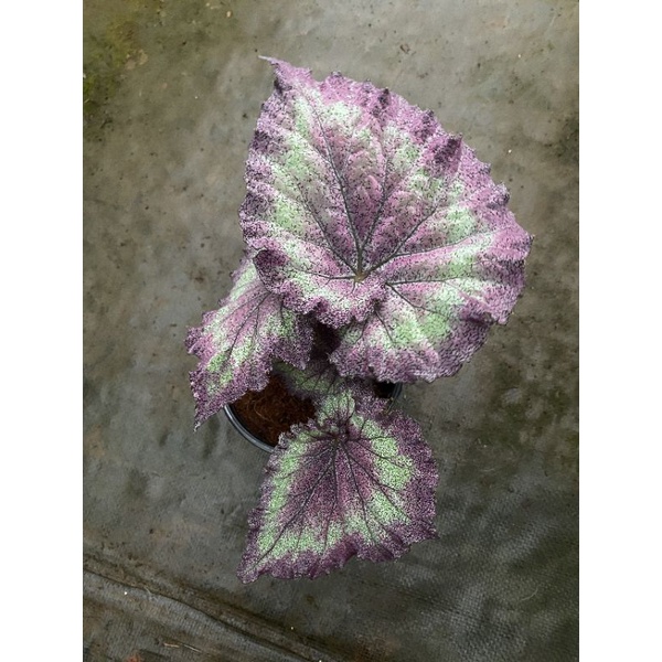 Chậu cứng Begonia Mauve