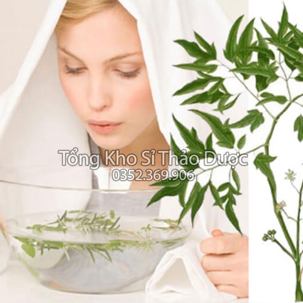 Lá đinh lăng khô 500g (Trà đinh lăng thanh lọc cơ thể, hỗ trợ mất ngủ)