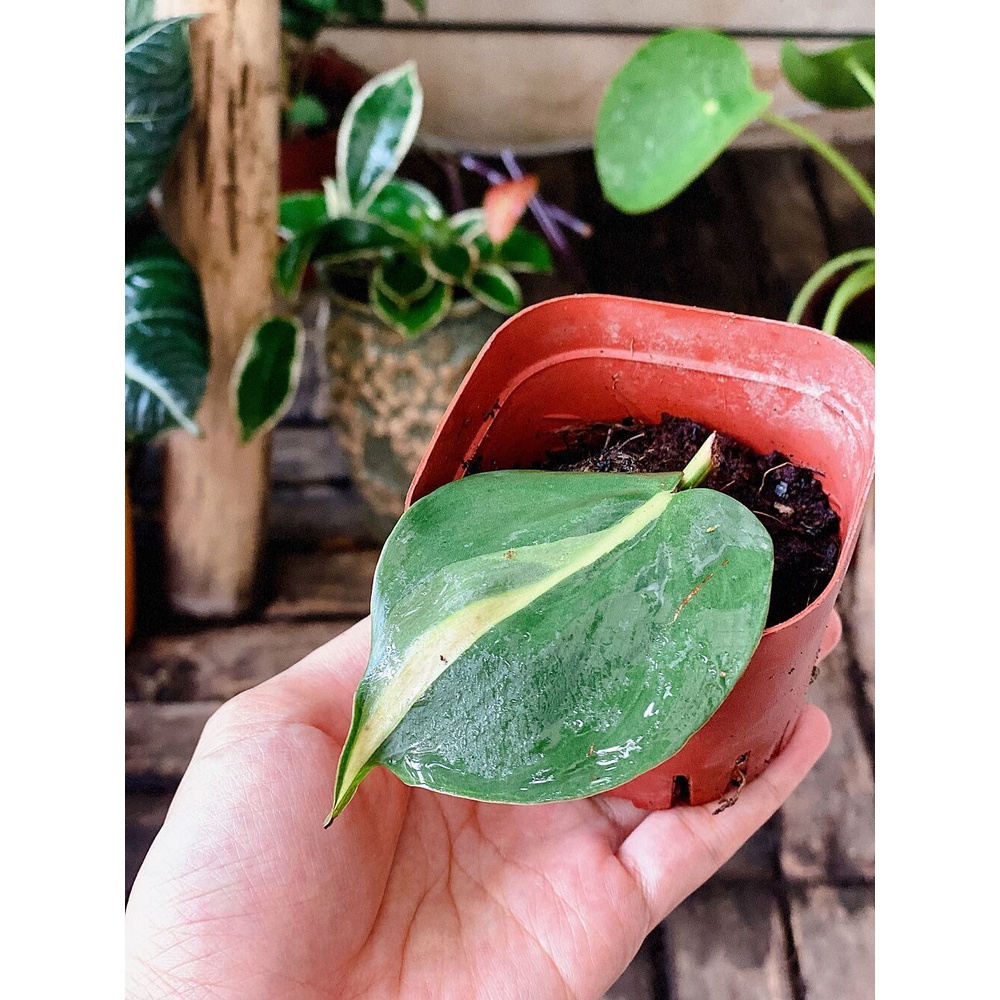 Chậu giống Philodendron hederaceum ‘Brasil’ (Philodendron ‘Brasil’, Trầu Bà Brasil) chậu nhựa