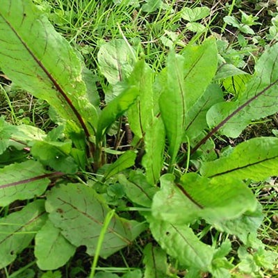 Cây Chút Chít Khô sp0