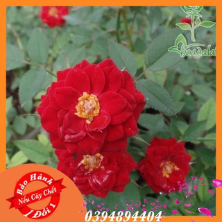 Cây Hoa Hồng Tỉ Muội Đỏ