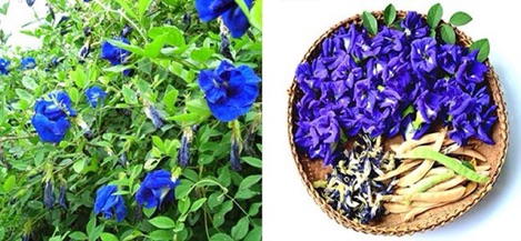 Hạt giống đậu biếc kép