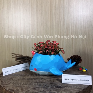 [ Quà Tặng Kèm ] chậu cây cá voi xanh