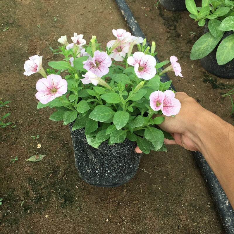 Cây hoa dạ yến thảo rủ chuẩn F1 trồng trong bịch đen