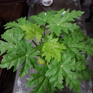Cây giả đu đủ mini đôi để bàn trang trí