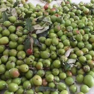 Sỉ như lẻ 1kg táo mèo tươi