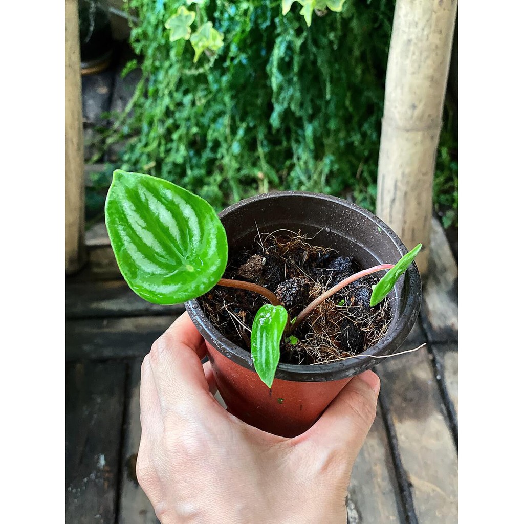 Cây Peperomia argyreia Watermelon (Cây Lá Dưa Hấu) chậu nhựa