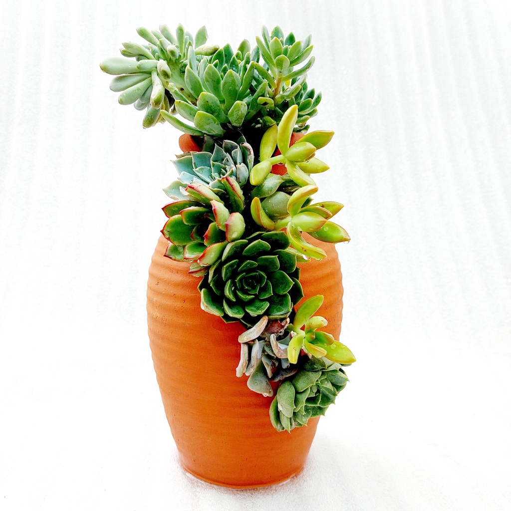Chậu đất nung, Chậu sen đá - Bình hoa 925, miệng chậu 9cm, chiều cao 25cm