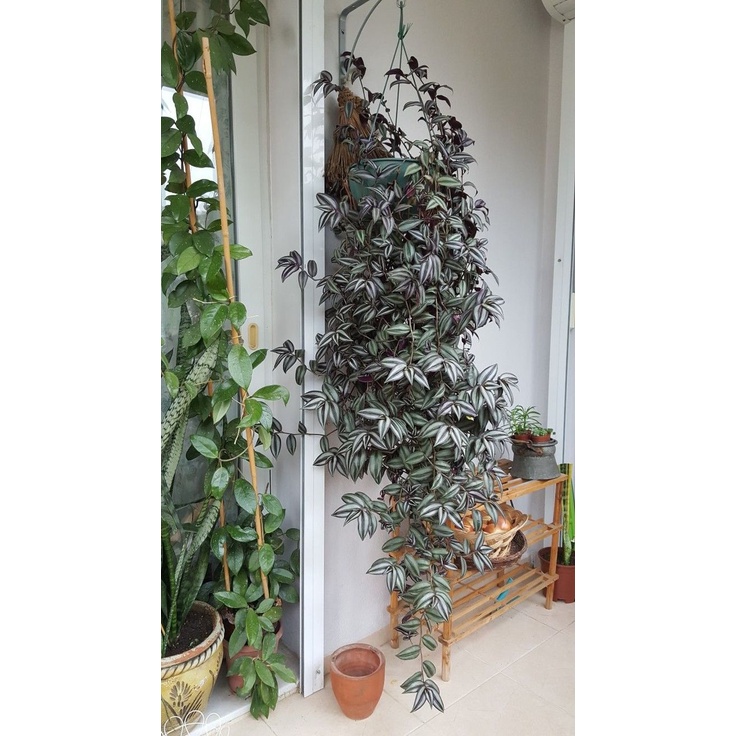 Cây Thài lài tím - chậu 4,5 ngọn dài 20cm - cây khỏe dễ dàng chăm sóc