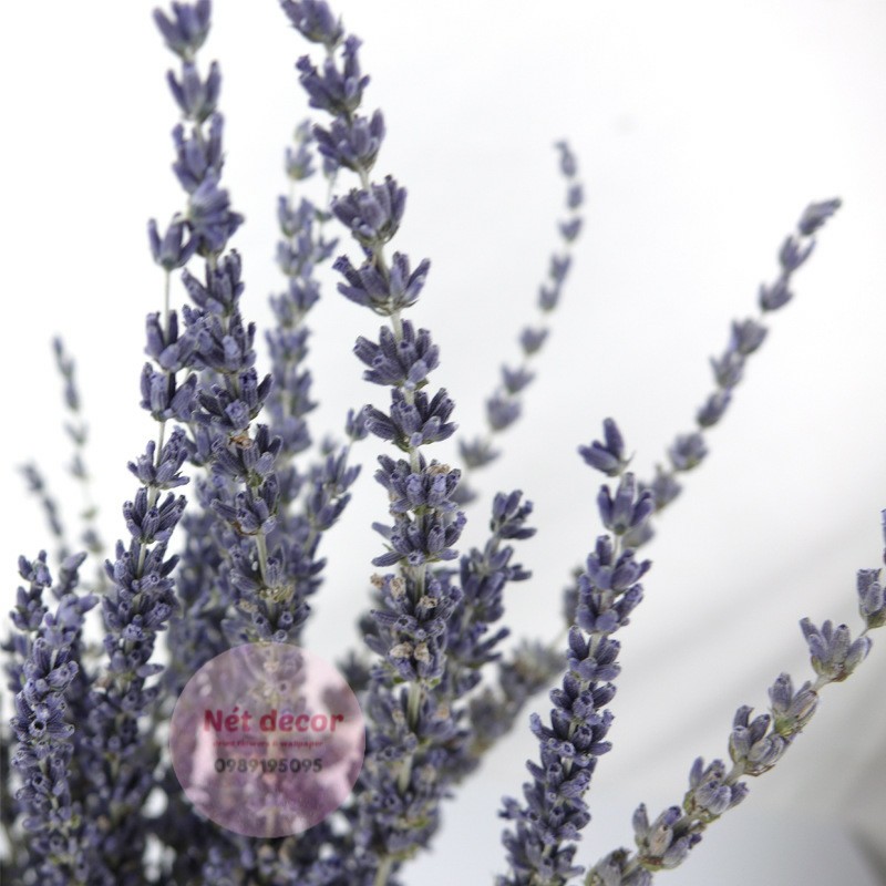 Bó hoa Lavender ( hoa Oải Hương ) khô tự nhiên