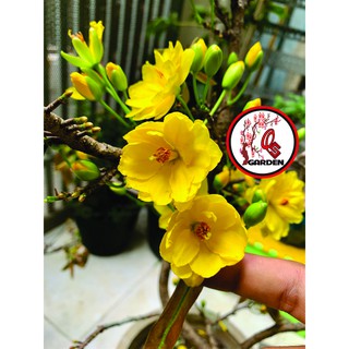 Hoa mai Huỳnh Tỷ 24 cánh_ cây ghép