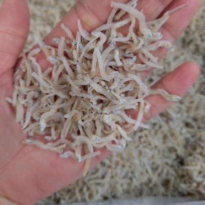 Cá Cơm Ngần  Ngon