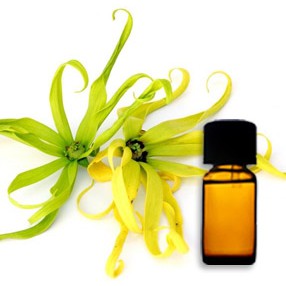 Tinh dầu ngọc lan tây Ylang Ylang 10ml