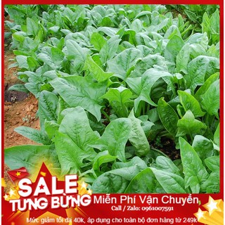 Hạt Giống Cải Bó Xôi Chịu Nhiệt