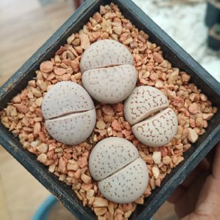 Đá núi màu hồng (xem mô tả)