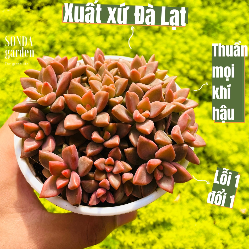 Sen đá đá nâu SONDA GARDEN size trung bình 10cm, cây cảnh trang trí nhà cửa, lỗi 1 đổi 1