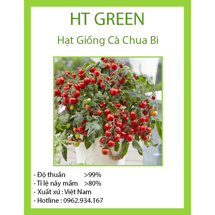 HẠT GIỐNG CÀ CHUA BI CHỊU NHIỆT F1