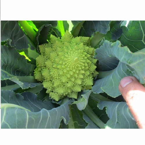 Hạt giống Súp Lơ San Hô 10hat/ gói