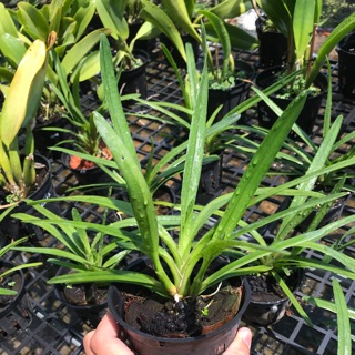 Hoa lan Kiếm thái màu xổ số