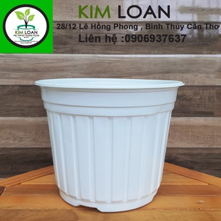 Combo 20 chậu vành cứng C6 23x16cm