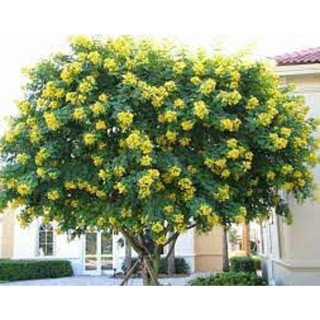 CÂY GIỐNG MUỒNG LÁ LẠC (MUỒNG HOA VÀNG) - HOA VÀNG SIÊU ĐẸP