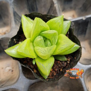 Sen đá ngọc lá dài