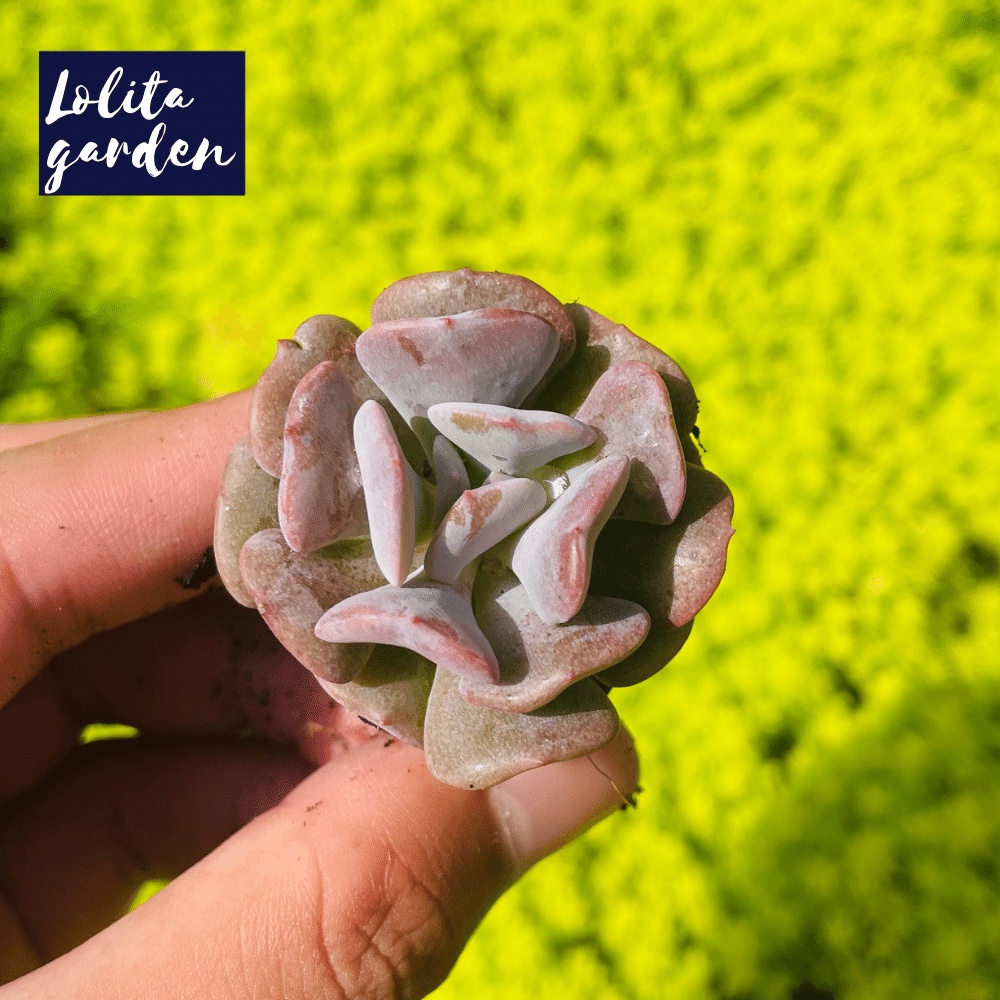 Sen đá cúc tím Đà Lạt size mini cây cảnh trang trí nhà cửa Lolita garden