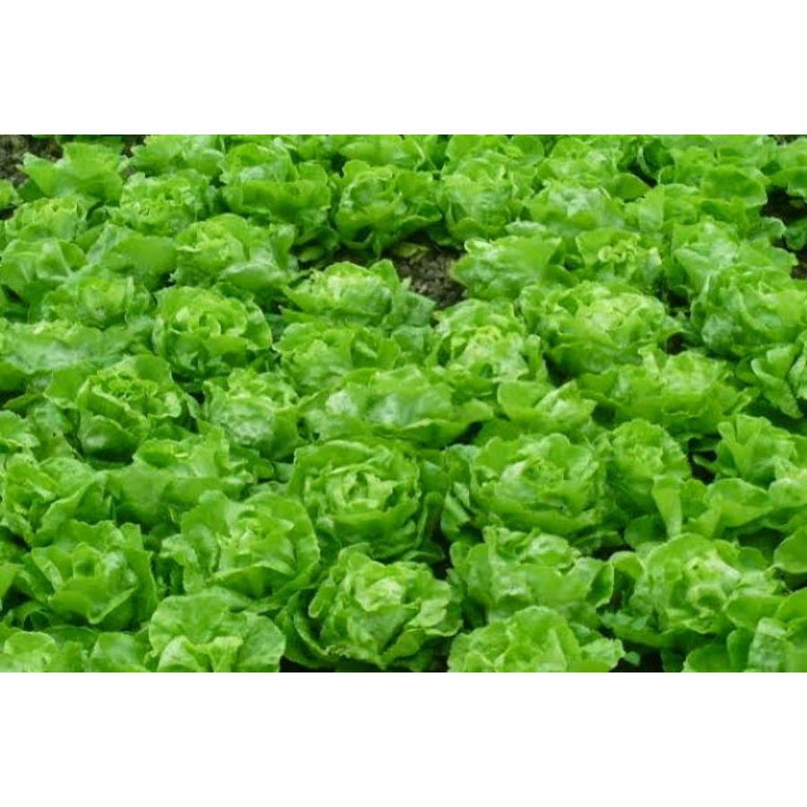 Hạt giống rau Xà Lách Đăm - Xà lách cuộn