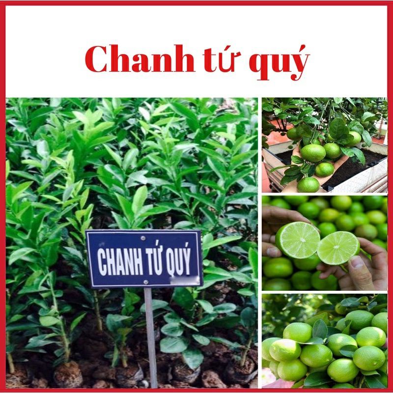 CÂY GIỐNG CHANH TÝ QUÝ