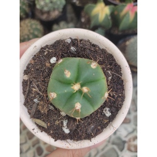 Xương rồng damsi