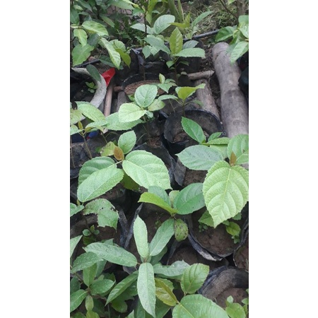 Cây vả mật (giống gieo hạt chuẩn)