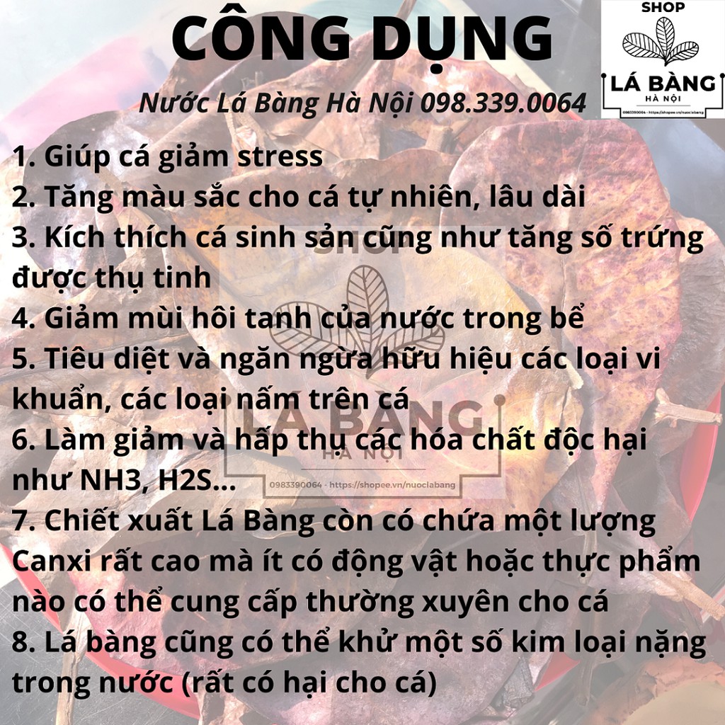 NƯỚC CỐT LÁ BÀNG KHÔ TỰ NHIÊN + BỔ SUNG VITAMIN VÀ KHOÁNG VI LƯỢNG CHO CÁ RỒNG, BETTA, GUPPY, LA HÁN, ỐC TÉP RÙA NƯỚC