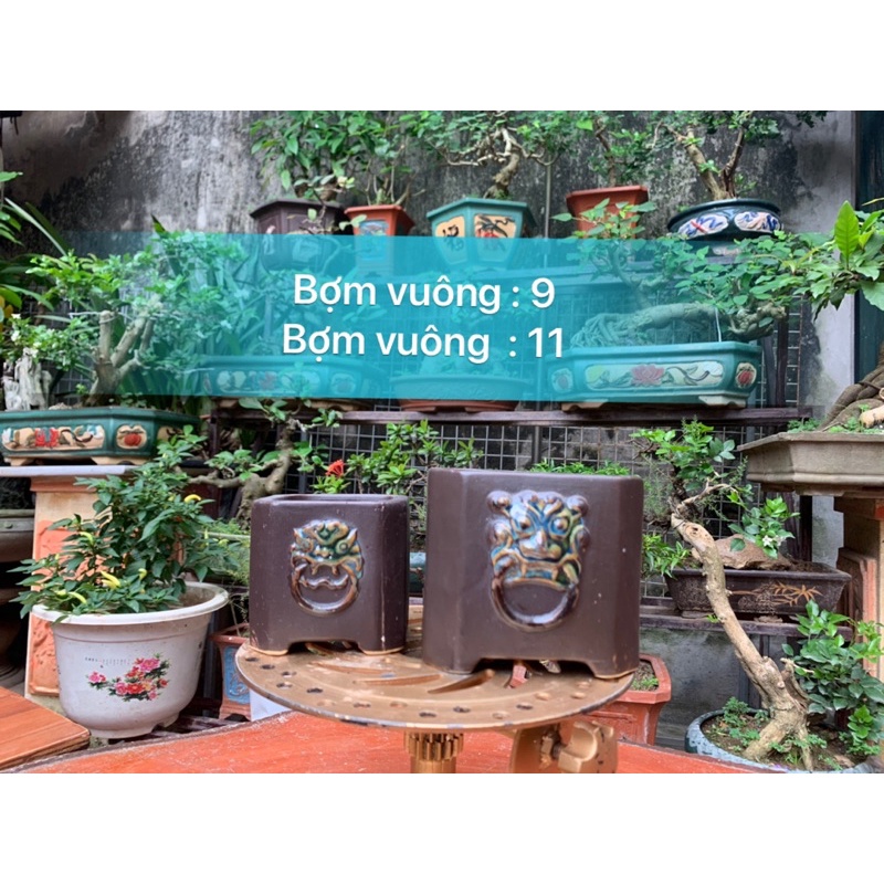 2 Bợm vuông trồng cây bonsai giáng quoái