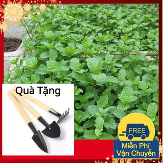 Hạt Giống Húng Bạc Hà Tặng Bộ Dụng Cụ Mini Trồng Cây Tặng Bộ Dụng Cụ Mini Trồng Cây