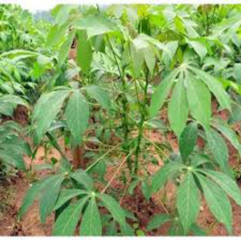 50 Hom khoai mì giống ruột trắng dẻo thơm