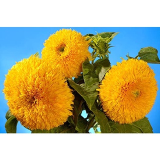 Hạt giống hướng dương xù (tặng kèm phân bón và kích mầm)